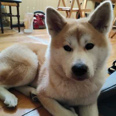 Kira, Akita Inu, posée en regardant 