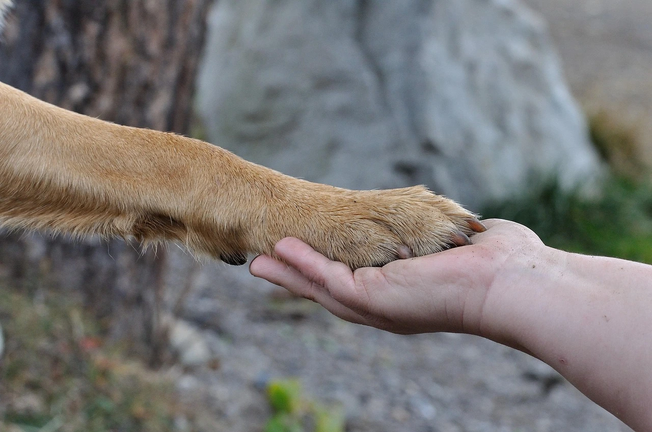 Kira, Akita Inu, portant des lunettes, indiquant sa haute éducation